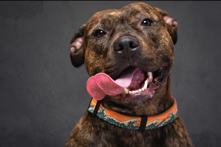 Faye, a smiling brindle rescue dog